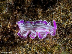 Prostheceraeus roseus