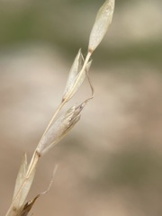 Piptatheropsis exigua