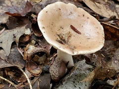 Lactarius affinis