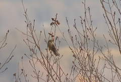 Emberiza citrinella × leucocephalos