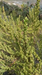 Cliffortia polygonifolia