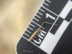 Piptatheropsis exigua