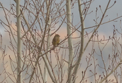 Emberiza citrinella × leucocephalos