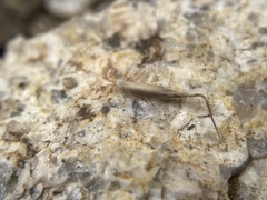 Piptatheropsis exigua