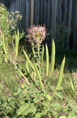 Polanisia dodecandra