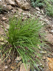 Juncus mertensianus