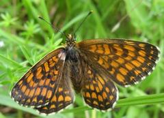 Melitaea athalia