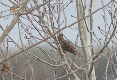 Emberiza citrinella × leucocephalos