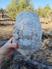 Stigmochelys pardalis