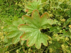 Alchemilla vulgaris
