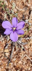 Iridaceae