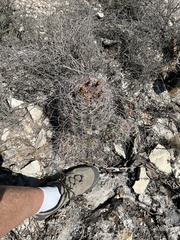 Hamatocactus hamatacanthus