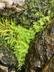 Aulacomnium androgynum