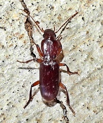 Stenomorphus californicus