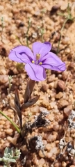 Iridaceae