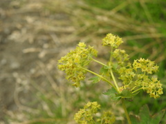 Alchemilla vulgaris