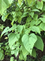 Catalpa speciosa