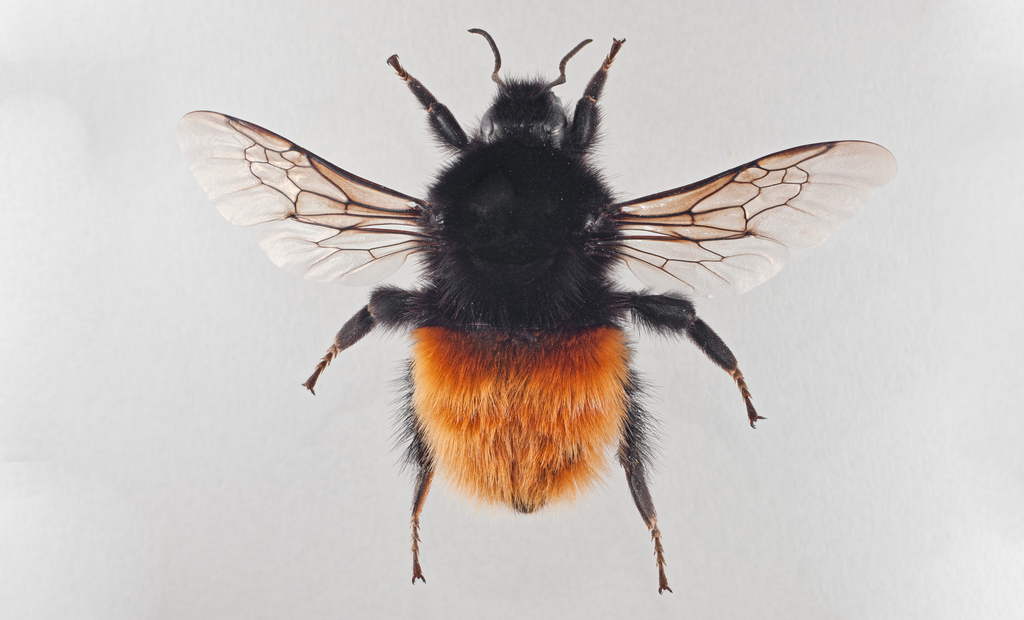 Alpine Bumblebee