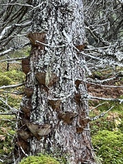 Phellinus chrysoloma