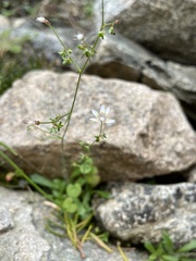 Micranthes ferruginea