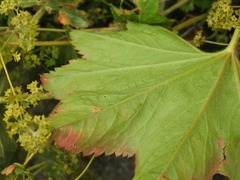 Alchemilla vulgaris