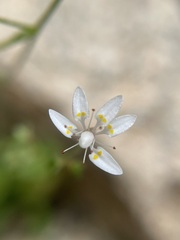 Micranthes ferruginea