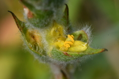 Philydrum lanuginosum