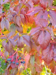 Parthenocissus