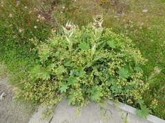 Alchemilla vulgaris