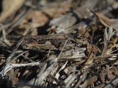 Acrotylus insubricus