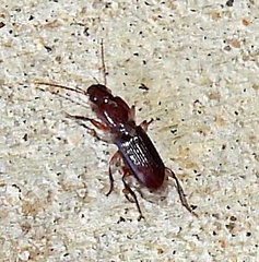 Stenomorphus californicus