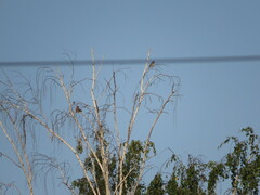 Coccothraustes coccothraustes