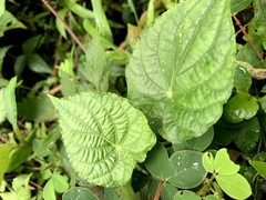 Stephania cephalantha