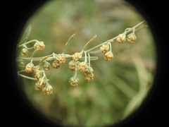 Artemisia absinthium