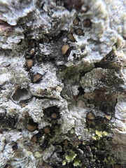 Pseudographis pinicola