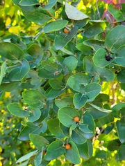 Lonicera tatarica