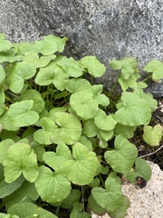 Oxyria digyna