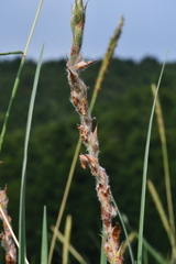 Philydrum lanuginosum