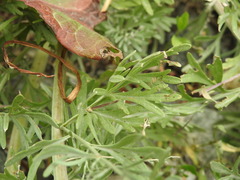 Artemisia absinthium