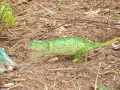 Chamaeleo senegalensis