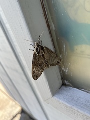 Ceratomia undulosa