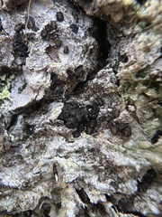 Pseudographis pinicola