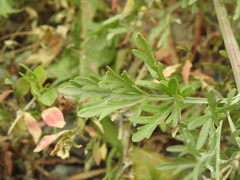 Artemisia absinthium