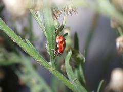 Harmonia quadripunctata