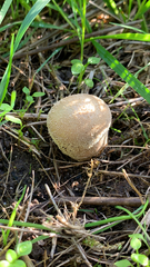 Lycoperdon perlatum