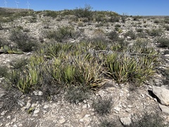 Agave lechuguilla