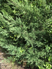Juniperus virginiana