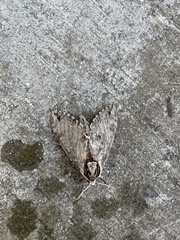 Ceratomia undulosa