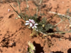 Pelargonium senecioides