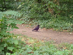 Corvus corone